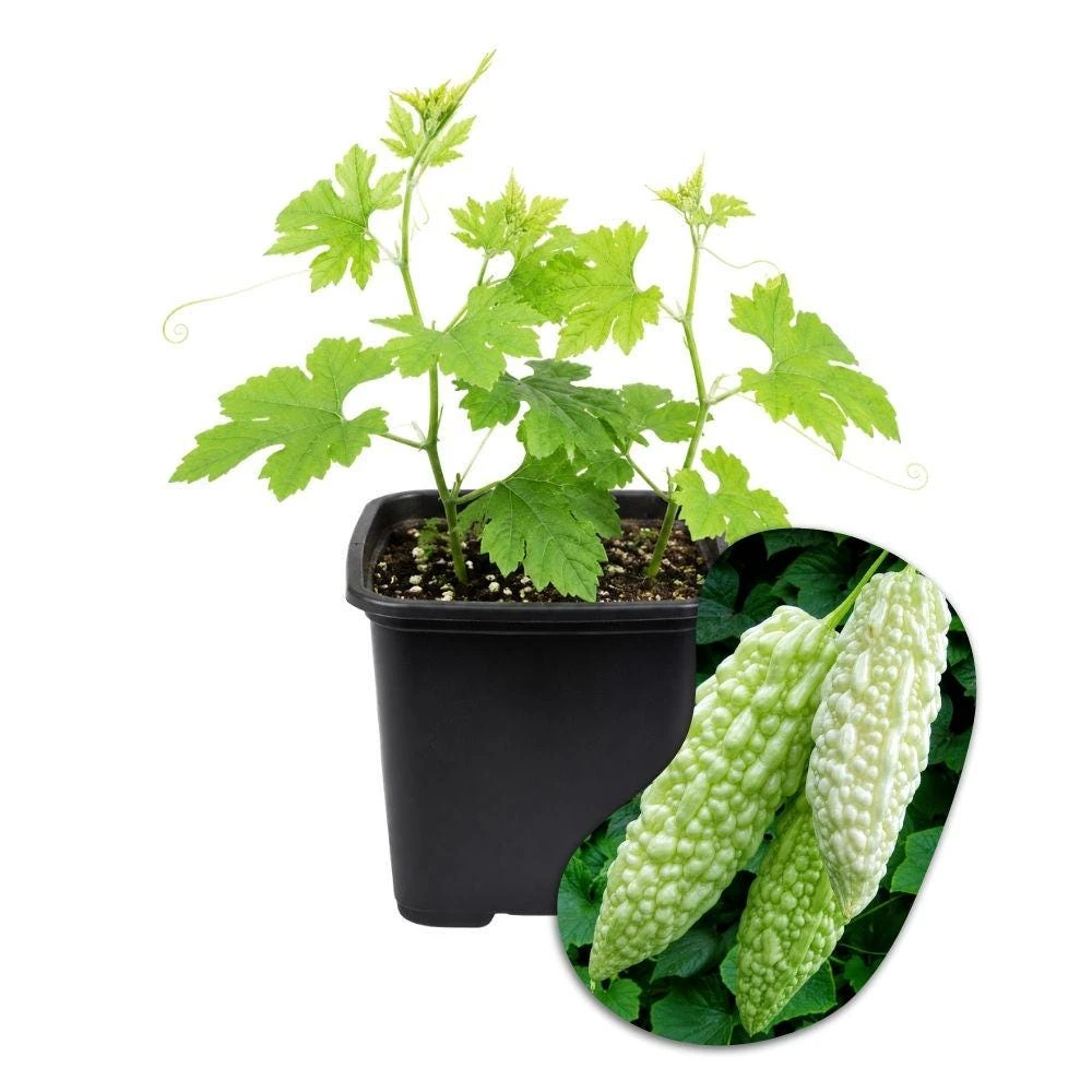 White Jade Bittermelon Live Plant – 4-6 Inch Tall, 4in Pot, Vegetable Plant - Image 1
