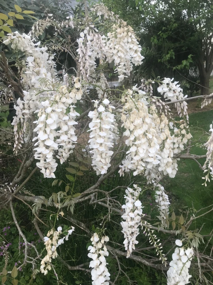 White Japanese Wisteria Live Plant | Wisteria floribunda Alba | Quart Pot | Outdoor Vine - Image 1