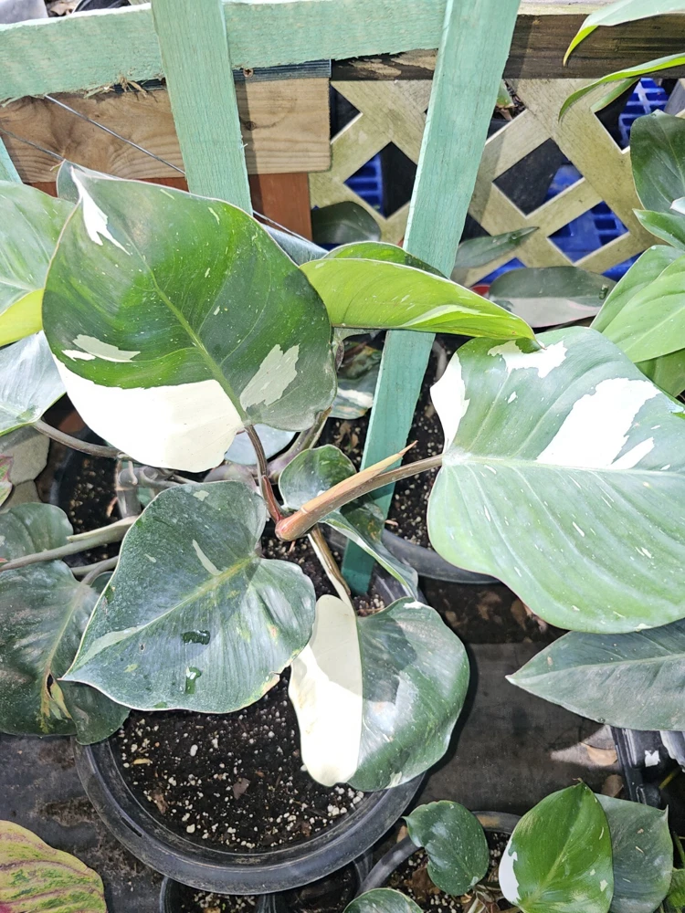 White Knight Philodendron Live Plant – Variegated Houseplant – 4 inch Pot - Image 1