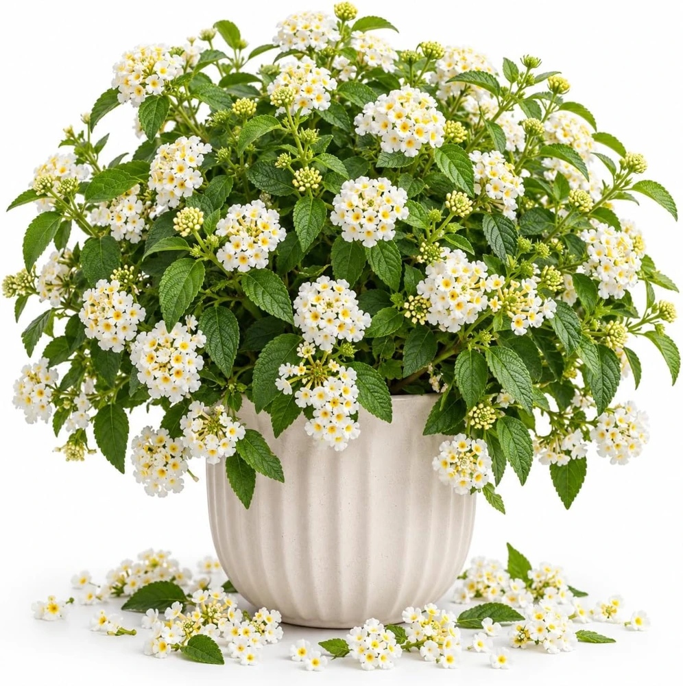 White Lantana Live Plant, 4-6 Inches Tall, Outdoor Garden Beds & Patio - Image 1