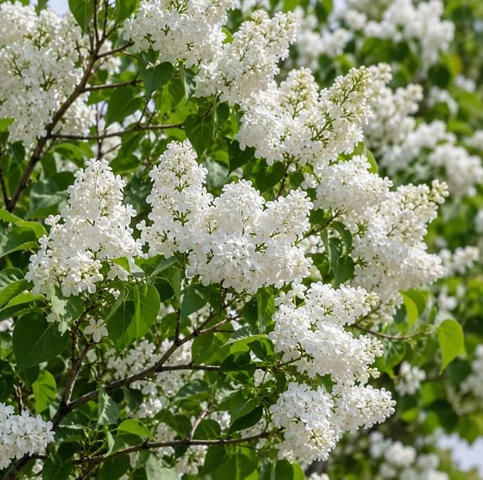 White Lilac Bush Live Plant – Fragrant Syringa Shrub – 6 Inch Tall – Outdoor - Image 1