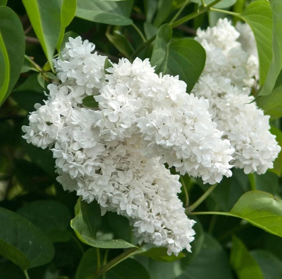 White Lilac Live Plant - 8-14" Tall - Fragrant White Blooms - 4" Pot - Deciduous Shrub - Image 1