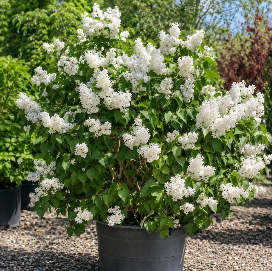 White Lilac Tree Live Plant – Fragrant, Cold Hardy Ornamental Bush – 12" Tall Outdoor - Image 1