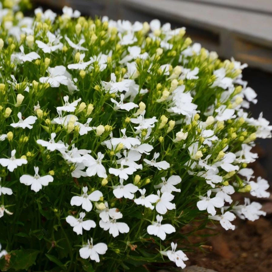 White Lobelia Live Plant – 3" Pot – Ornamental Annual Flowering Plant – Trailing & Border Garden Bloomer - Image 1