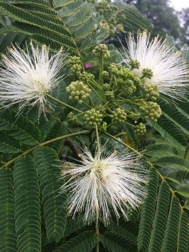 White Mimosa Tree Albizia julibrissin Live Plant - Quart Size - Image 1