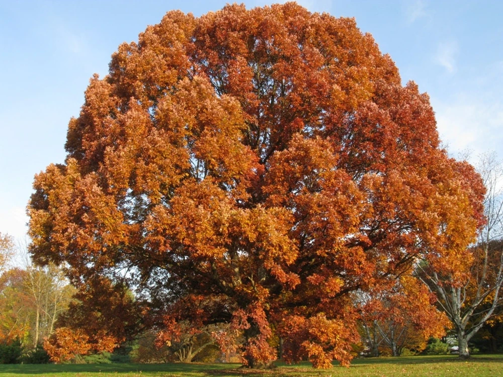 White Oak Tree (Quercus Alba) Live Plant - 12-18" Tall in 4" Pot - Outdoor Shade Tree - Image 1
