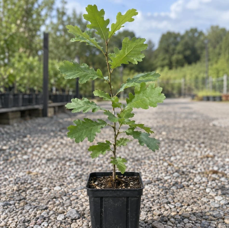 White Oak Tree Sapling Live Plant โ 18-24 Inch Tall, 2-3 Years Old, Outdoor - Image 4