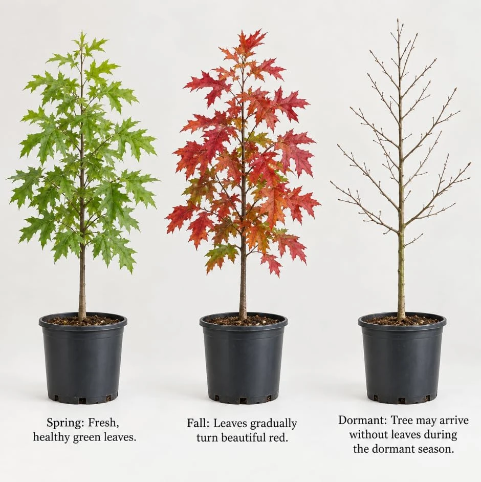 White Oak Tree Sapling Live Plant โ 18-24 Inch Tall, 2-3 Years Old, Outdoor - Image 6