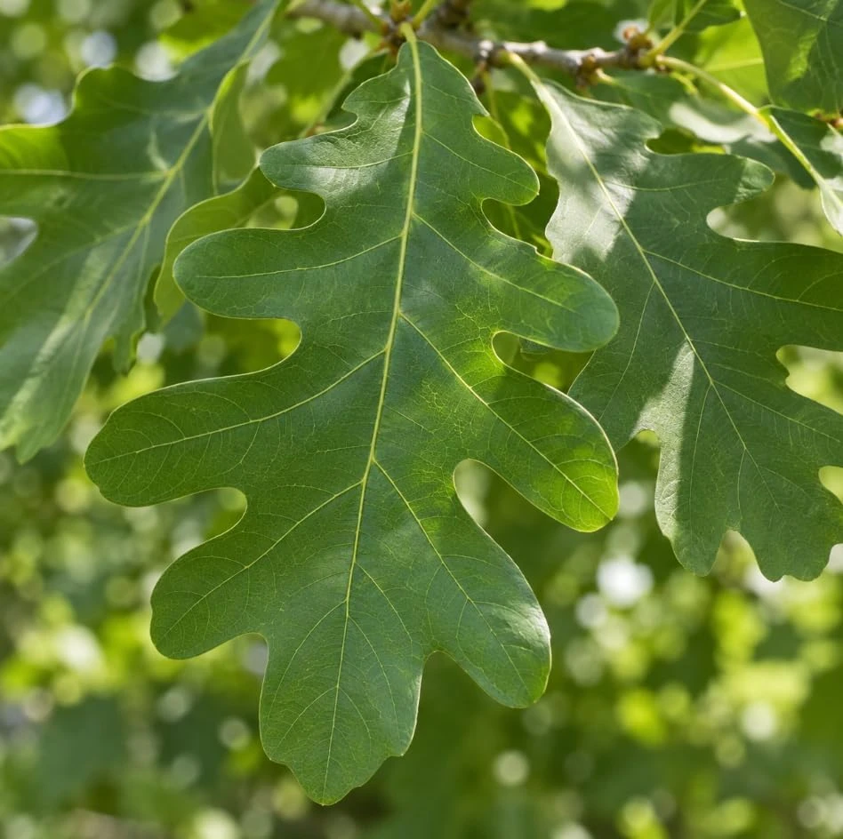White Oak Tree Saplings Live Plant 10-16 Inches Tall, 1-2 Years Old, Outdoor - Image 3