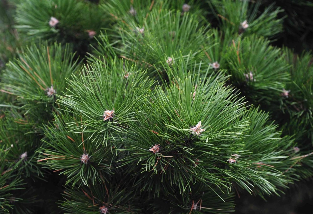White Pine Live Tree – 3 inch Pot – Fast-Growing Evergreen Conifer Outdoor - Image 2