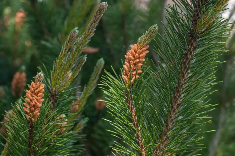 White Pine Live Tree – 3 inch Pot – Fast-Growing Evergreen Conifer Outdoor - Image 3