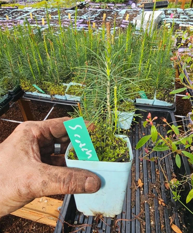White Pine Live Tree – 3 inch Pot – Fast-Growing Evergreen Conifer Outdoor - Image 5
