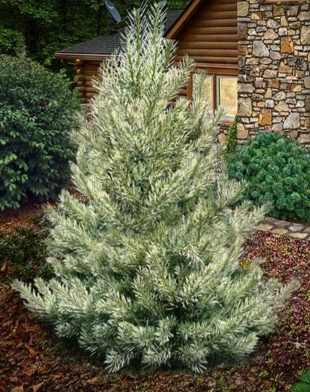 White Pine Live Tree – 3 inch Pot – Fast-Growing Evergreen Conifer Outdoor - Image 1