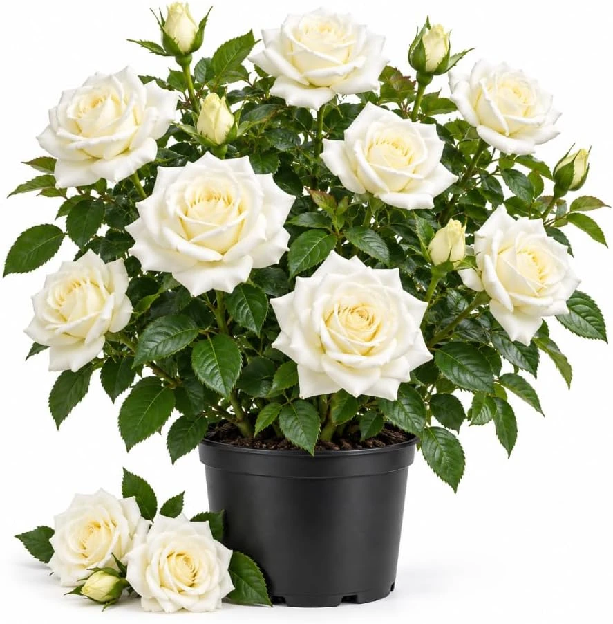 White Rose Bush Live Plant – Heirloom, Repeat Flowering – 4-7 Inches Tall Outdoor - Image 1