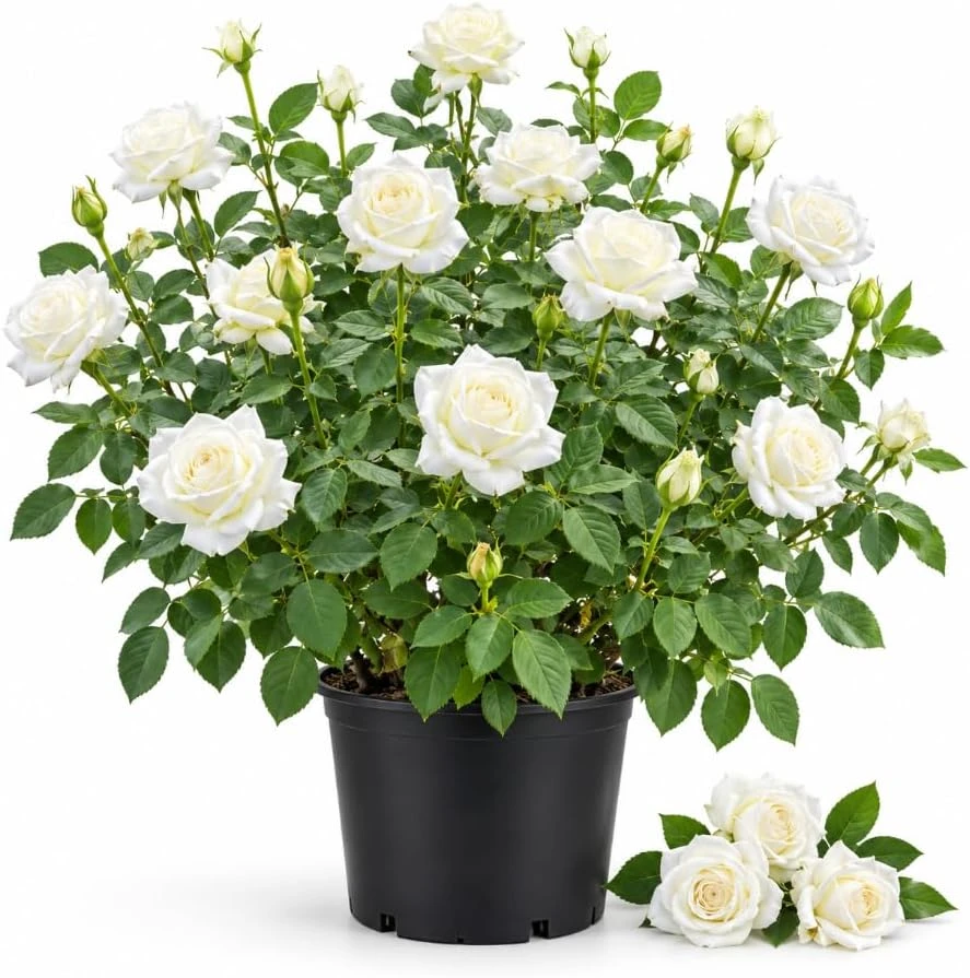 White Rose Live Plant, 4-7 Inches Tall, Potted Bush, Fragrant Reblooming Flowers, Outdoor - Image 1