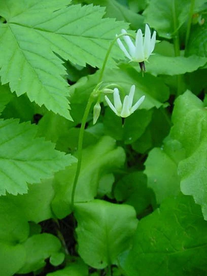 White Shooting Star Seeds - Dodecatheon dentatum - Perennial Flower Seeds - 10 Seeds - Image 1