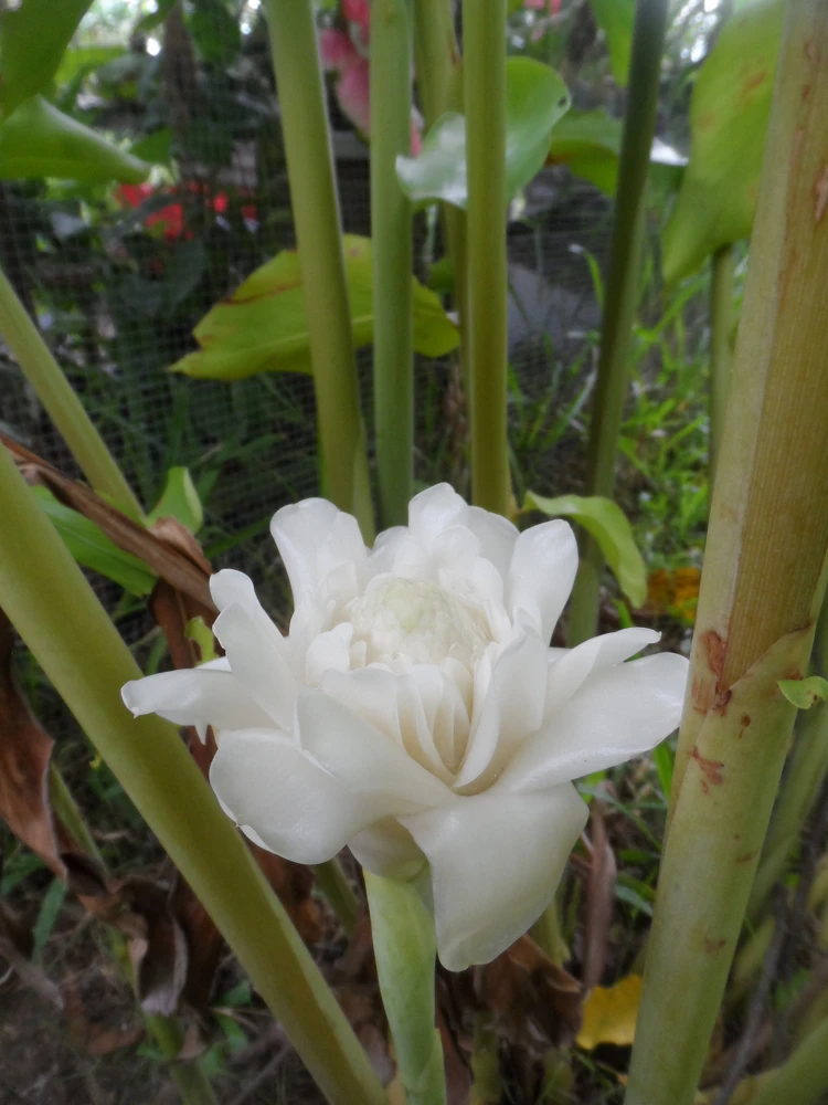 White Torch Ginger Rhizome - Etlingera Elatior Live Plant, 10 inch Stock - Image 1