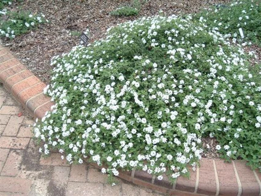 White Trailing Lantana Live Plant - 1 Gallon Pot - Groundcover, Full Sun - Image 1