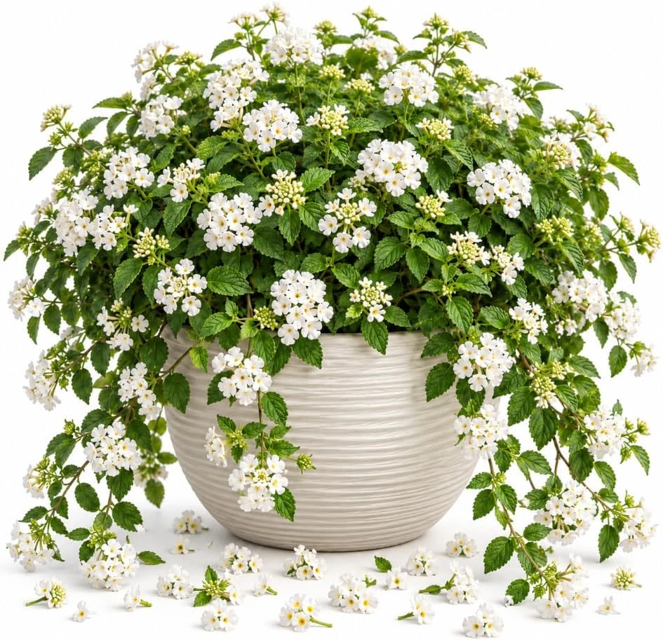 White Trailing Lantana Live Plant, 4-7 Inches Tall, Rooted Starter for Hanging Baskets - Image 1
