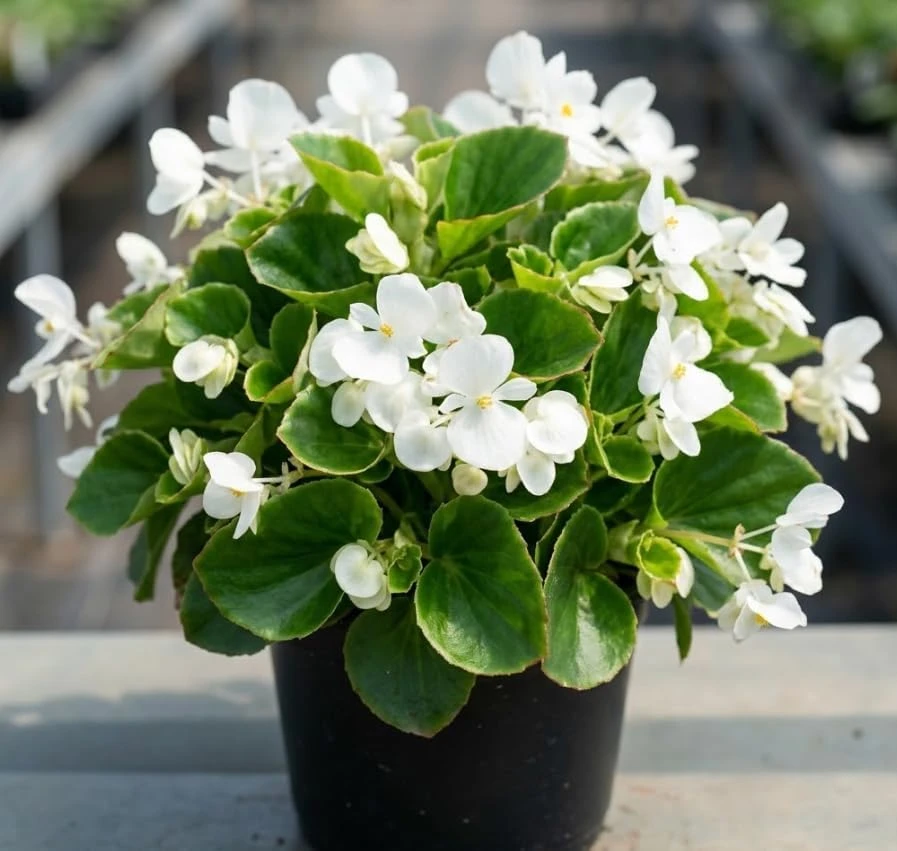 White Wax Begonia Live Plant - 4" Pot Houseplant - Indoor/Outdoor Flower Bush - Image 1