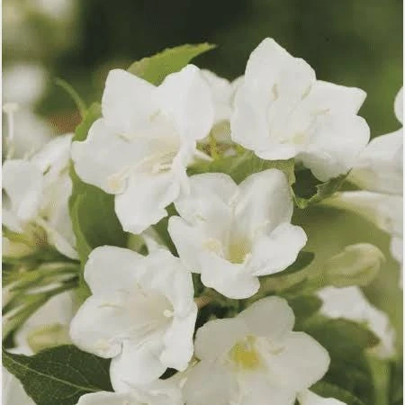 White Weigela Shrub Live Plant - 4" Pot, Fragrant White Flowers, Zones 5-9 - Image 1