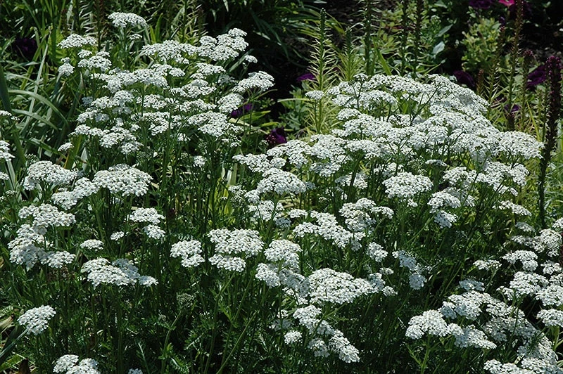 White Yarrow Live Plant - 1 Gallon Perennial - Achillea millefolium - Full Sun - Image 1