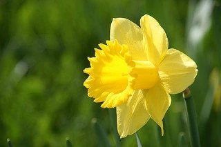 Wild Daffodil Bulbs - 25 Count Lent Lily (Narcissus pseudonarcissus) - Image 2