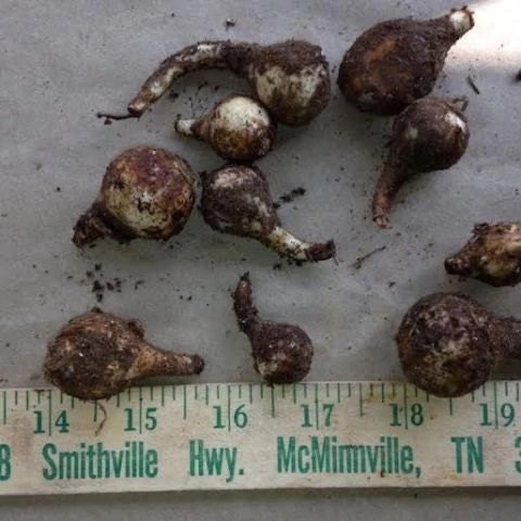 Wild Daffodil Bulbs - 25 Count Lent Lily (Narcissus pseudonarcissus) - Image 3