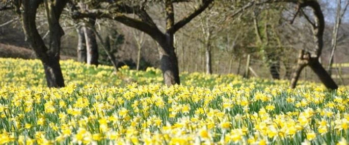 Wild Daffodil Bulbs - 25 Count Lent Lily (Narcissus pseudonarcissus) - Image 4