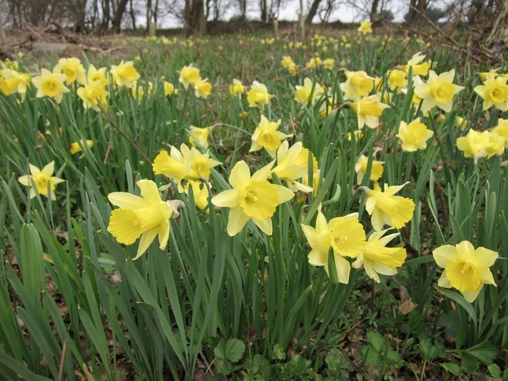 Wild Daffodil Bulbs – 50 Count Lent Lily (Narcissus Pseudonarcissus) – Outdoor - Image 1