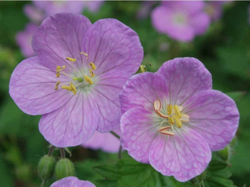 Wild Geranium Bare Roots - 5 Pack, Hardy Perennial for Shade - Image 1