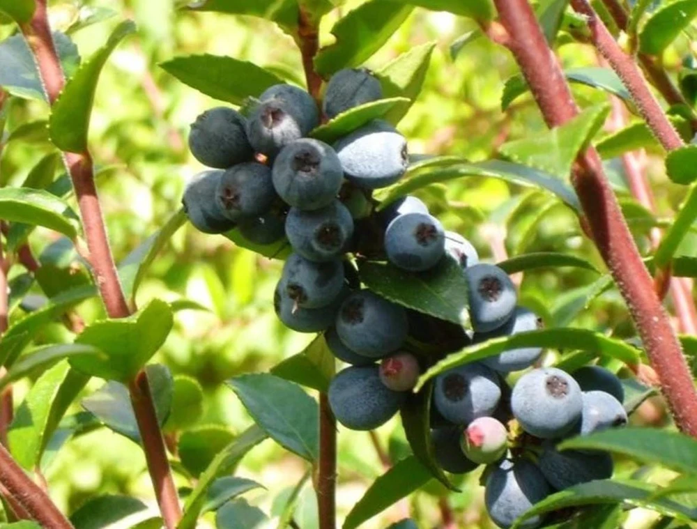 Wild Huckleberry Live Plant – Vaccinium ovatum – 1 Gallon Pot – Edible Berries - Image 1
