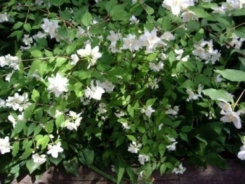 Wild Mock Orange Seeds - Philadelphus Lewisii - 15 Seed Pack for Outdoor Gardens - Image 1