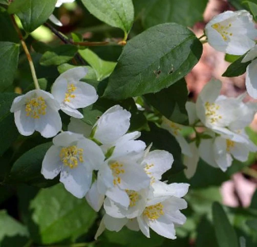 Wild Mock Orange Seeds - Philadelphus Lewisii - 15 Seed Pack for Outdoor Gardens - Image 2