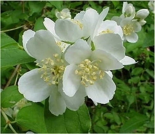 Wild Mock Orange Seeds - Philadelphus Lewisii - 15 Seed Pack for Outdoor Gardens - Image 3