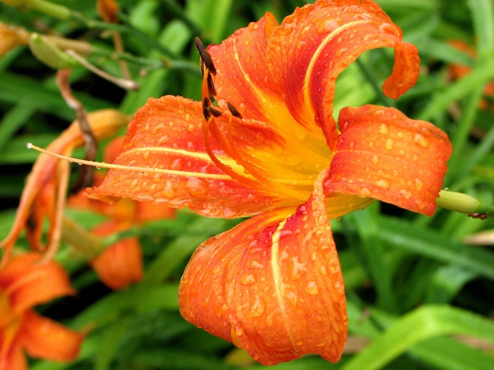 Wild Orange Daylily Bare Root Plants - 25 Fans, Outdoor, 3' Tall - Image 1