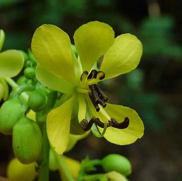 Wild Senna Seeds - Cassia marilandica - 10 Seeds - Native Perennial - Image 1