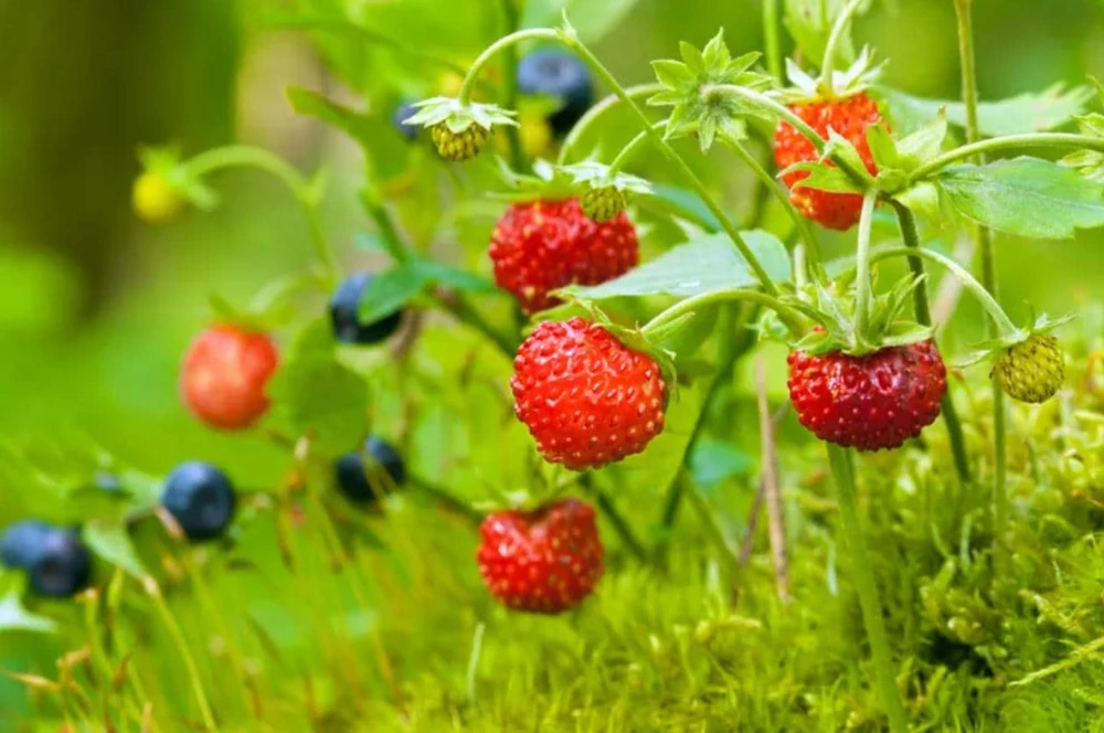 Wild Strawberry Live Plant - 3-Inch Pot - Edible Sweet Berries - Ground Cover - Image 1