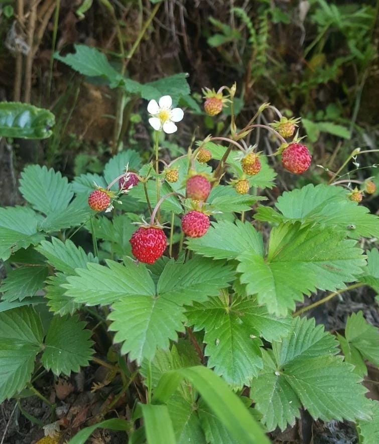 Wild Strawberry Plants - 2 Live Fragaria Vesca Perennial Groundcover, 3-inch Pots - Image 1