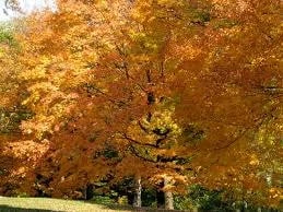 Willow Oak Live Tree Plant - Quercus Phellos - 12-18 inch Tall - 4 inch Pot - Hardy Zones 5-9 - Image 1