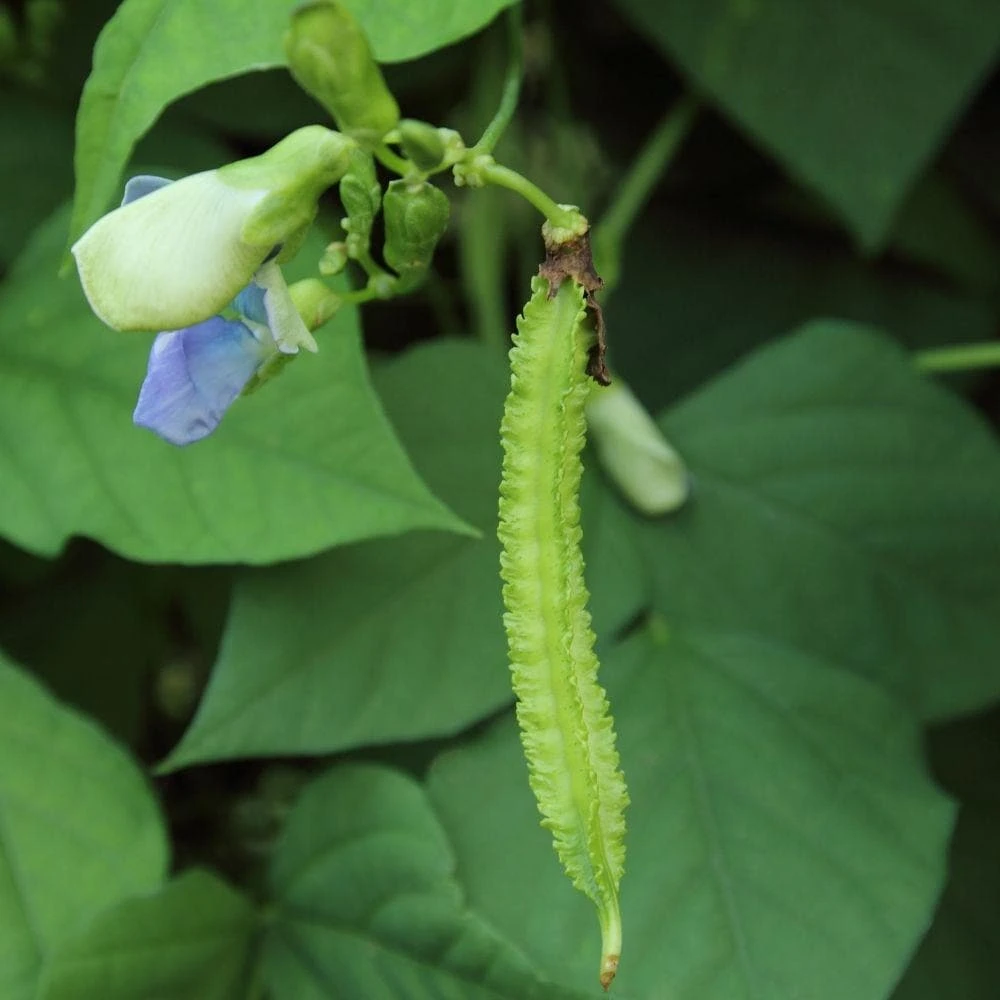Winged Bean Live Plant, 2 Plants in 4 Inch Pot, Tropical Vegetable - Image 2