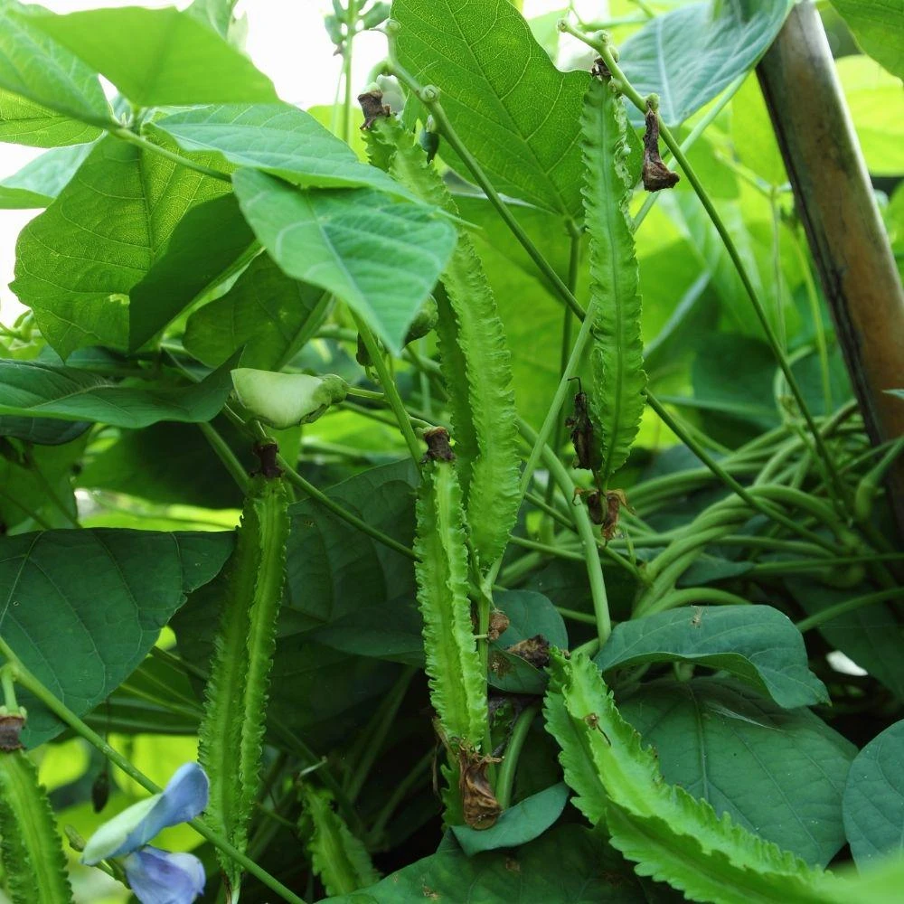 Winged Bean Live Plant, 2 Plants in 4 Inch Pot, Tropical Vegetable - Image 3