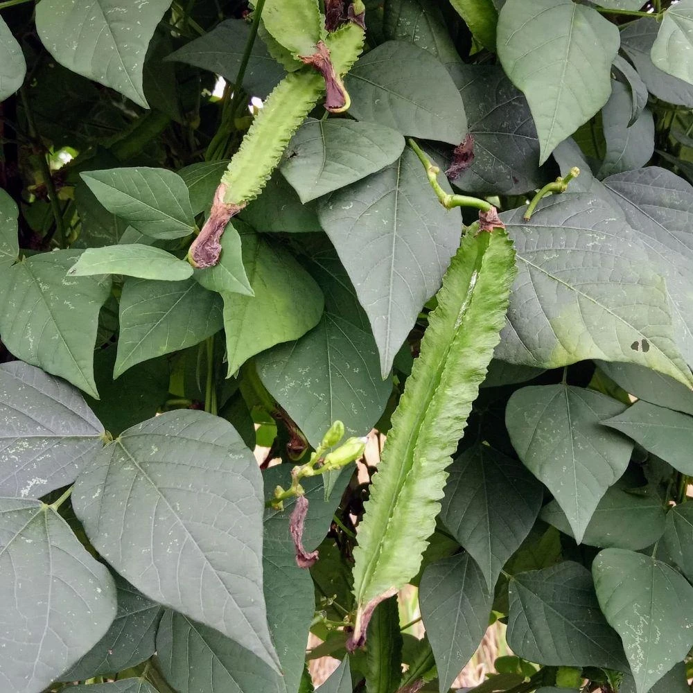Winged Bean Live Plant, 2 Plants in 4 Inch Pot, Tropical Vegetable - Image 5