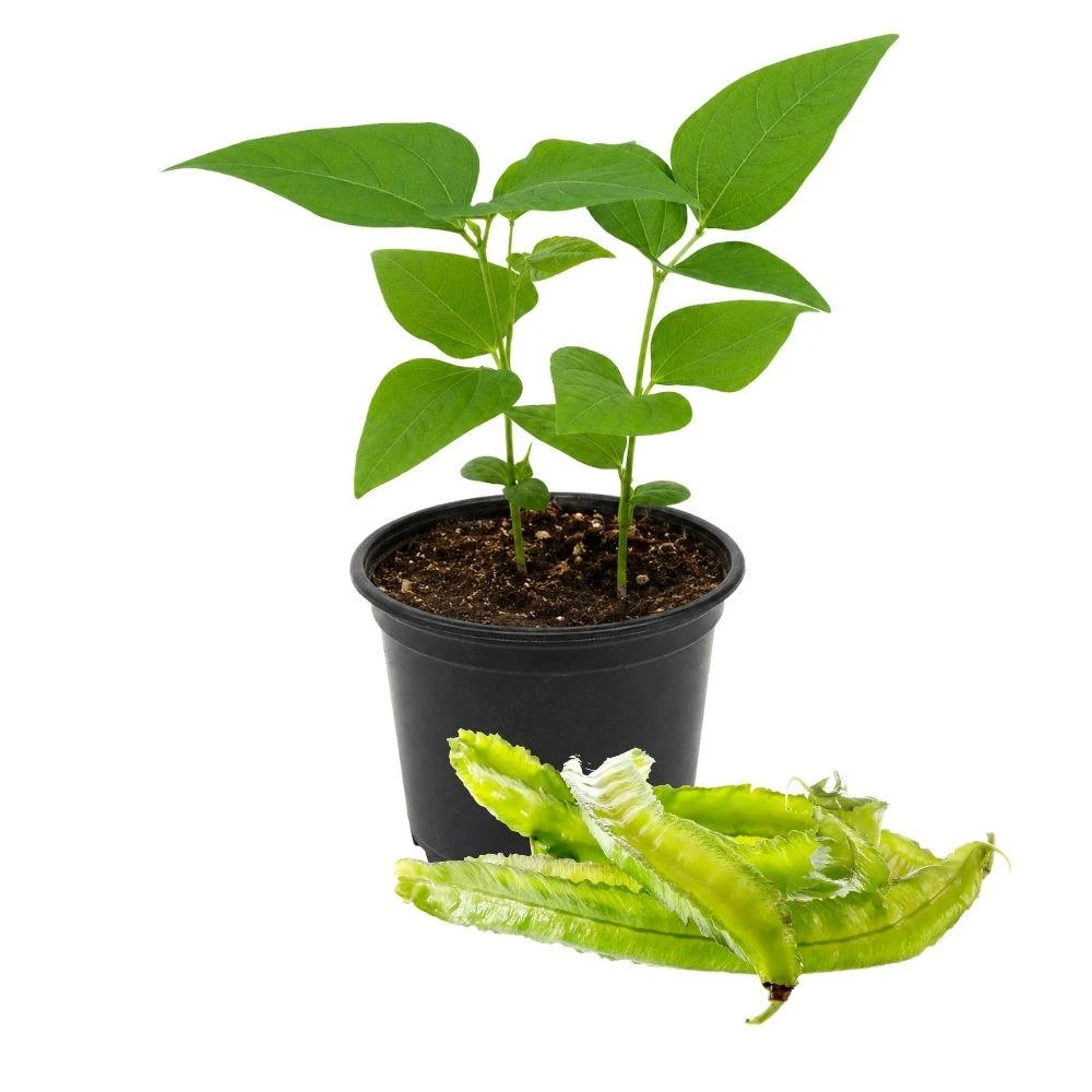 Winged Bean Live Plant, 2 Plants in 4 Inch Pot, Tropical Vegetable - Image 1