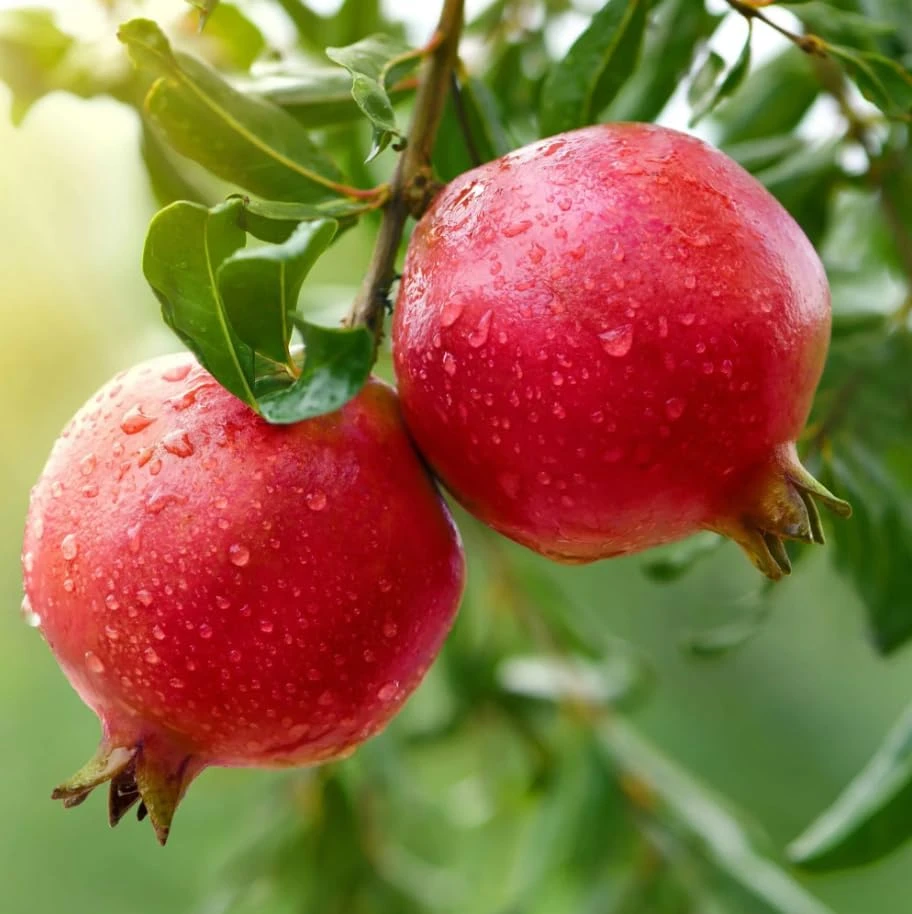 Wonderful Pomegranate Tree Live Plant โ Cold Hardy Fruit Bush โ 12-16" Tall - Image 2