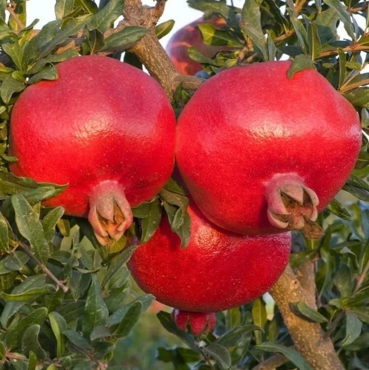 Wonderful Pomegranate Tree Live Plant โ Cold Hardy Fruit Bush โ 12-16" Tall - Image 3
