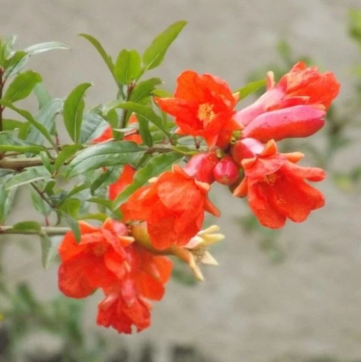 Wonderful Pomegranate Tree Live Plant โ Cold Hardy Fruit Bush โ 12-16" Tall - Image 4