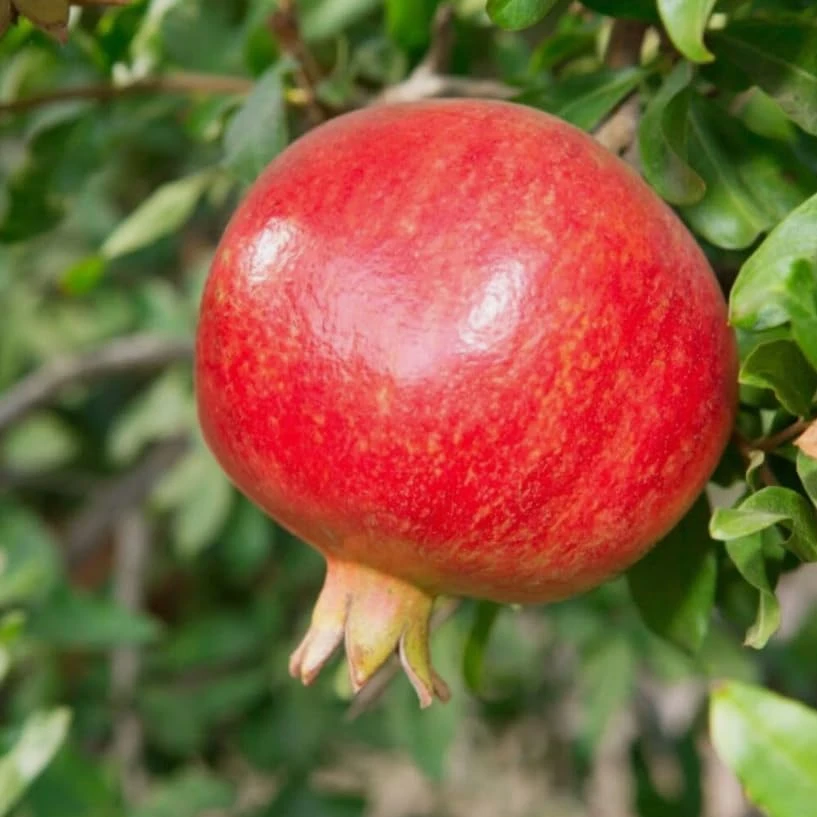 Wonderful Pomegranate Tree Live Plant โ Cold Hardy Fruit Bush โ 12-16" Tall - Image 5