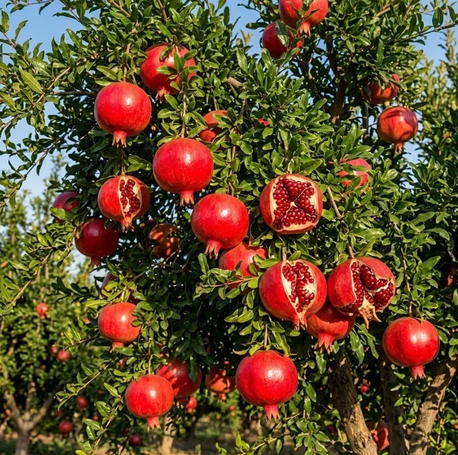 Wonderful Pomegranate Tree Live Plant โ Cold Hardy Fruit Bush โ 12-16" Tall - Image 7
