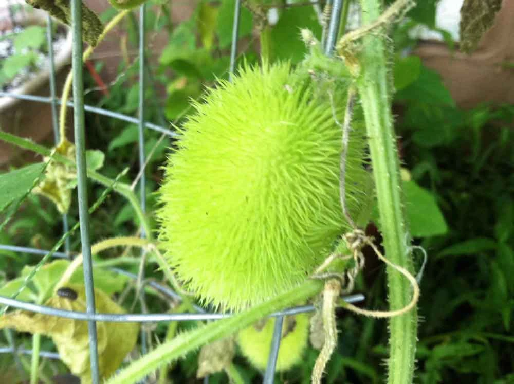 Wooly Bear Gourd Seeds - Cucumis dipsaceus - Unique Ornamental - 10 Seeds - Image 1